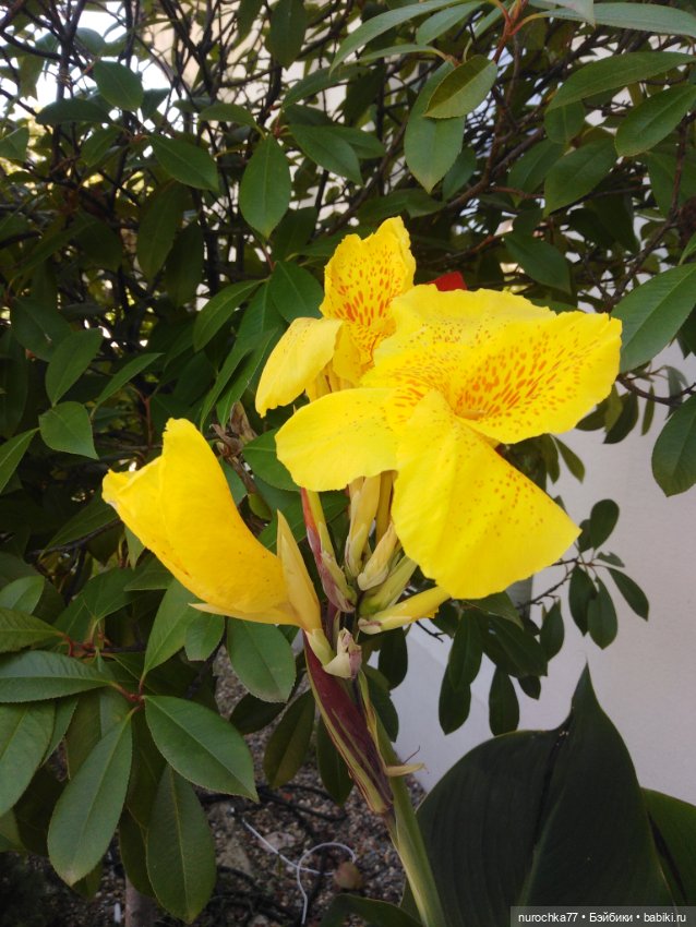 Про Нафочку. Успеть до осени (фото 3)