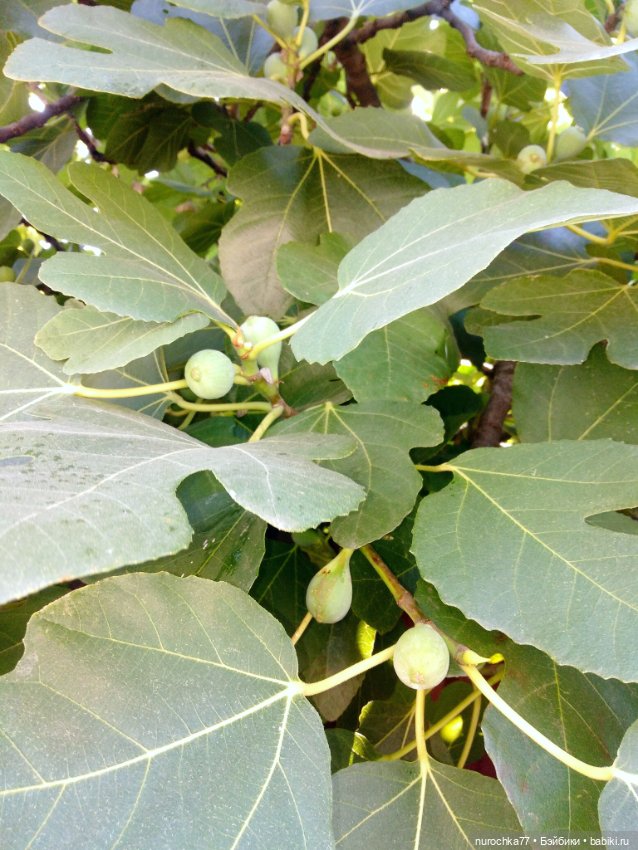 Про Нафочку. Успеть до осени (фото 8)