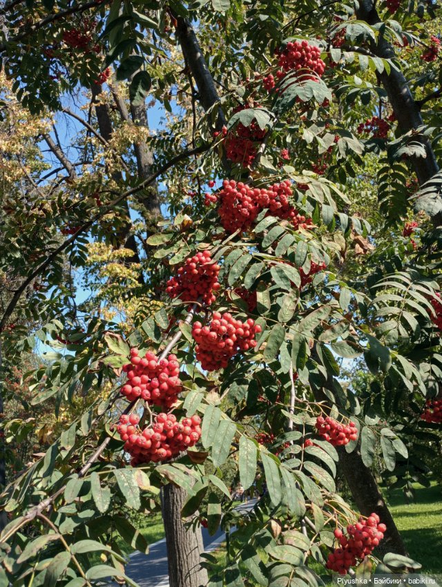 Последний день лета. В парк с куклами