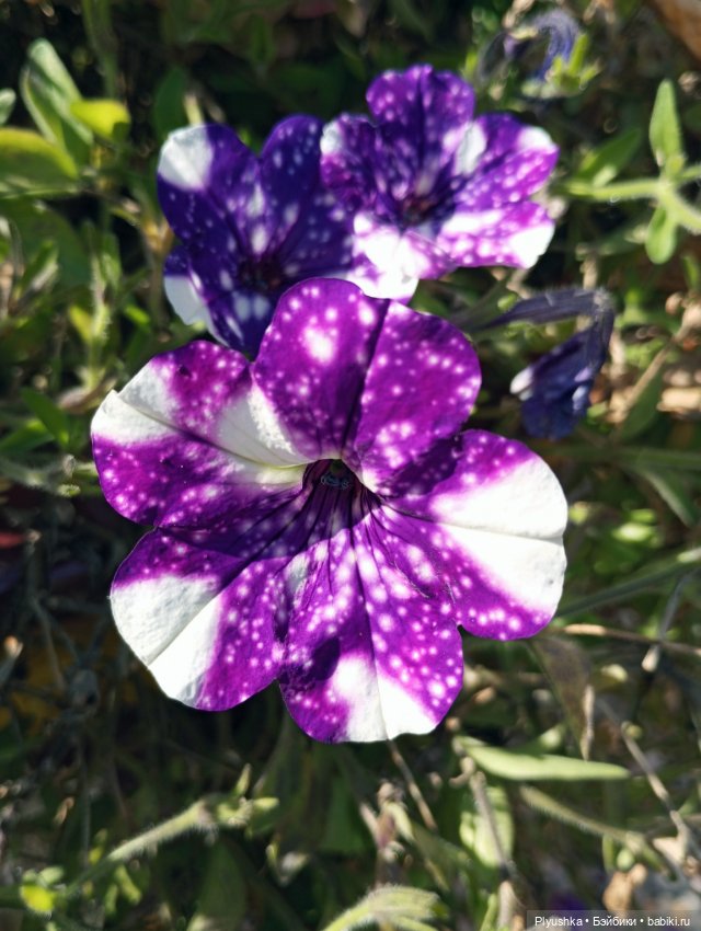 Последний день лета. В парк с куклами (фото 10)