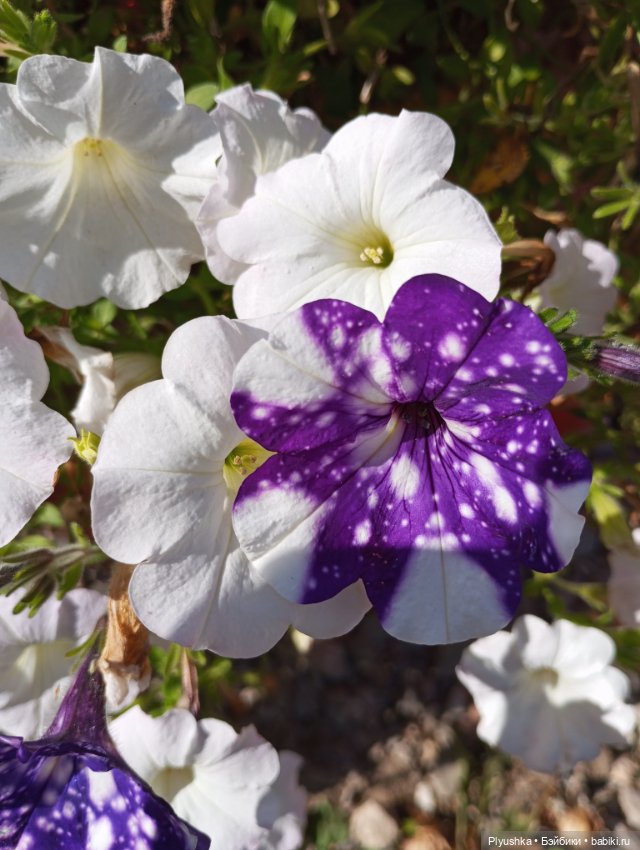 Последний день лета. В парк с куклами (фото 9)