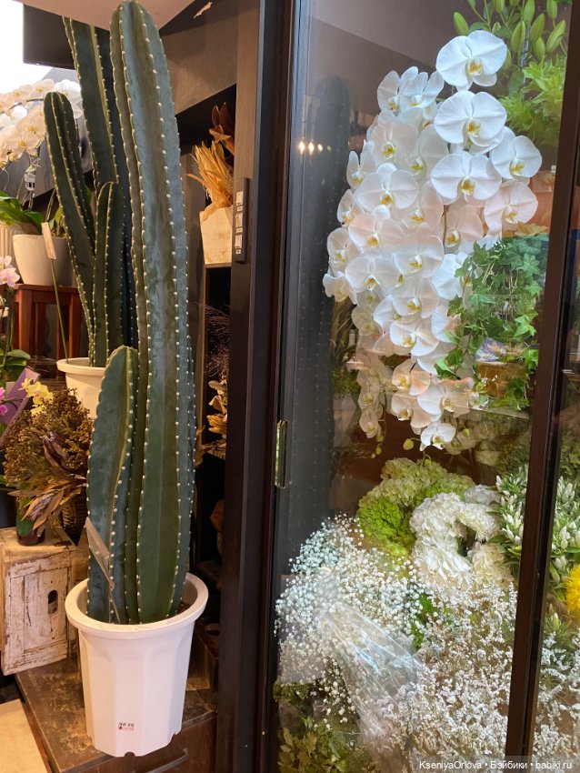 Шариков Полиграф Полиграфович