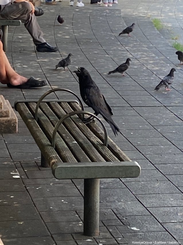 Шариков Полиграф Полиграфович (фото 6)