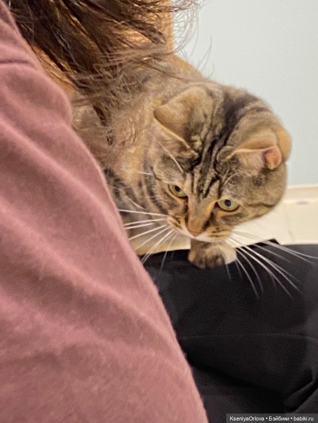 Шариков Полиграф Полиграфович (фото 5)