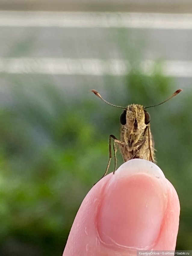 Шариков Полиграф Полиграфович (фото 4)