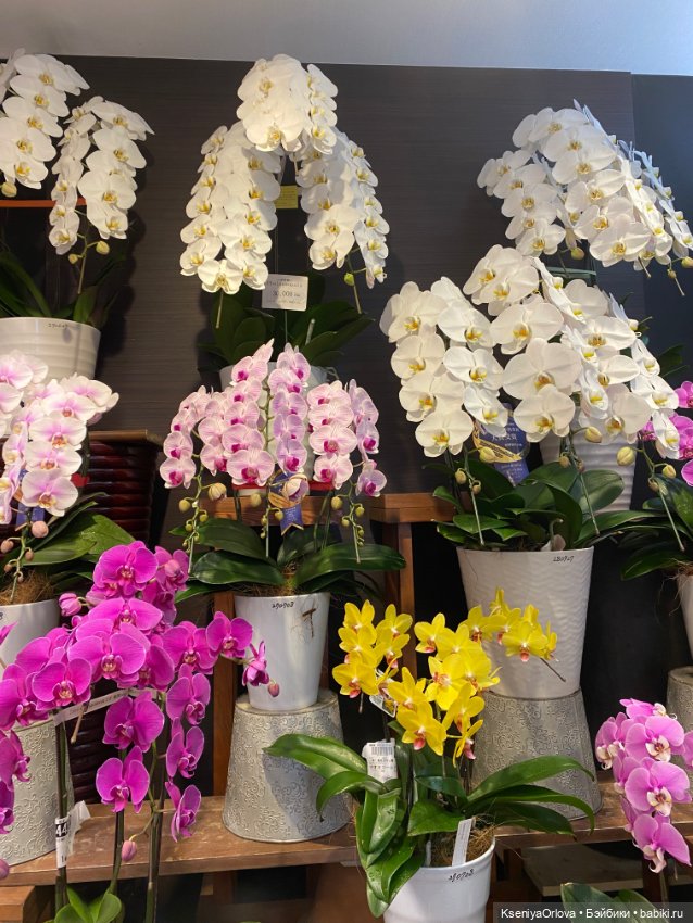 Шариков Полиграф Полиграфович (фото 10)