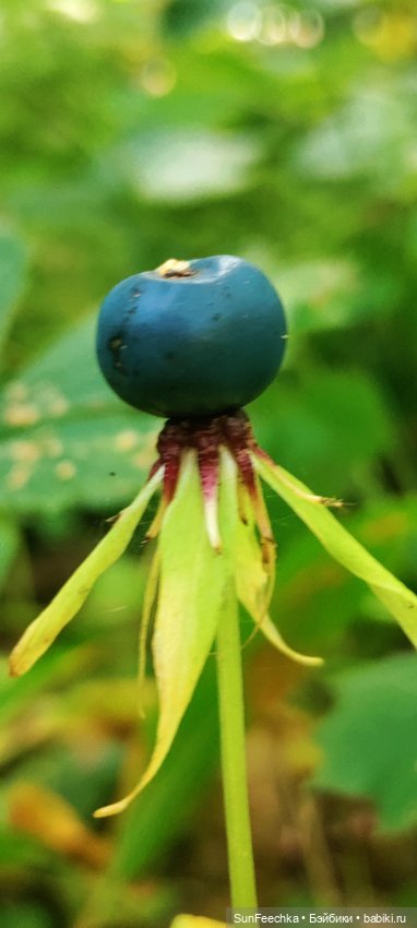 Пока лето с нами — Коллекционные экшн (фото 5)