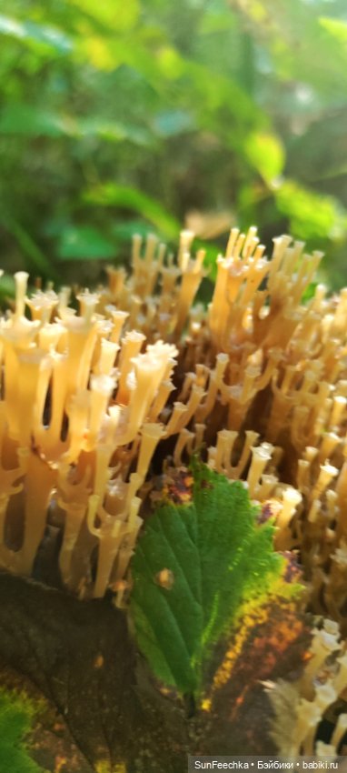 Пока лето с нами — Коллекционные экшн (фото 6)