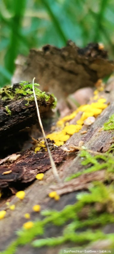 Пока лето с нами — Коллекционные экшн (фото 3)