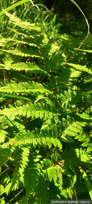 Пока лето с нами — Коллекционные экшн (фото 4)