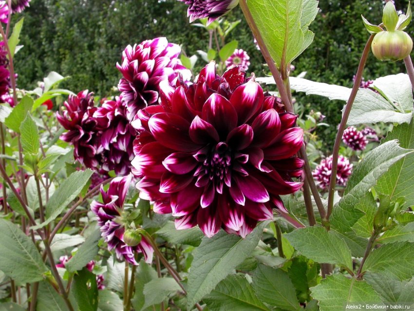 С днем знаний — Куклы Paola Reina (Паола Рейна): новинки