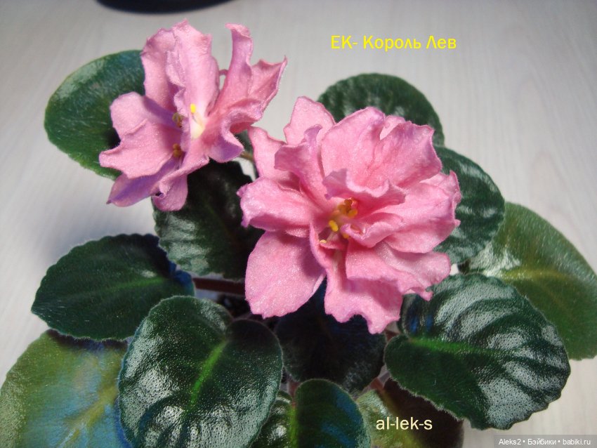 С днем знаний — Куклы Paola Reina (Паола Рейна): новинки