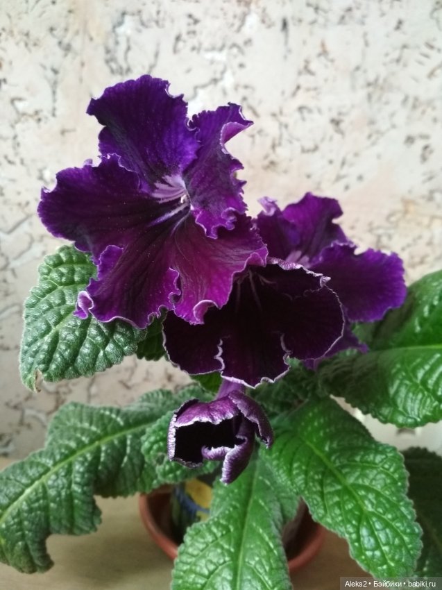 С днем знаний — Куклы Paola Reina (Паола Рейна): новинки