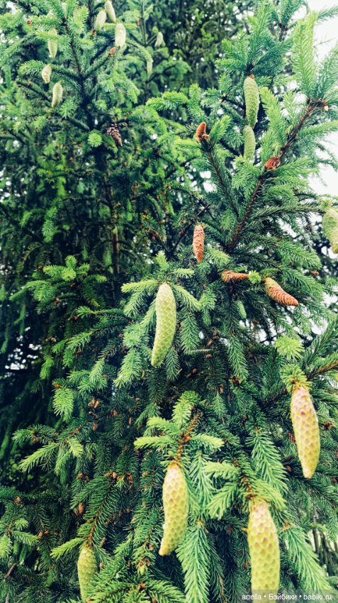 Дик. Немного июля — Экшн