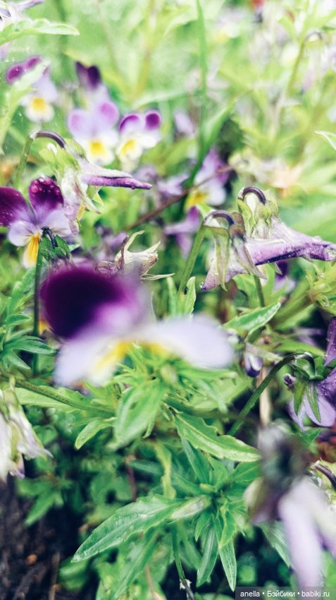 Дик. Немного июля — Экшн