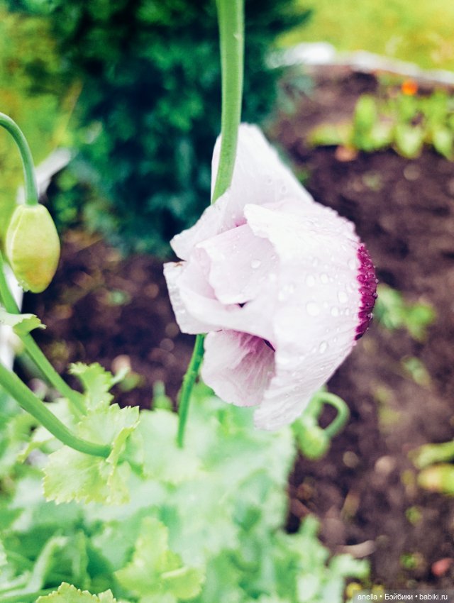 Дик. Немного июля — Экшн (фото 4)