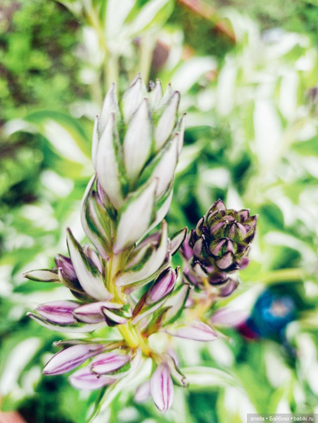 Дик. Немного июля — Экшн (фото 10)