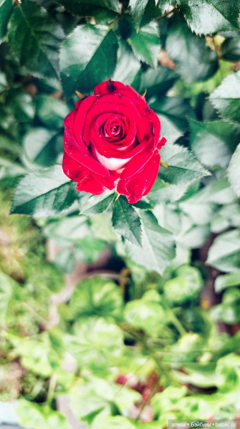 Дик. Немного июля — Экшн