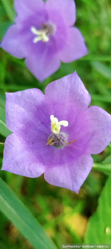 Пока лето с нами — Коллекционные экшн