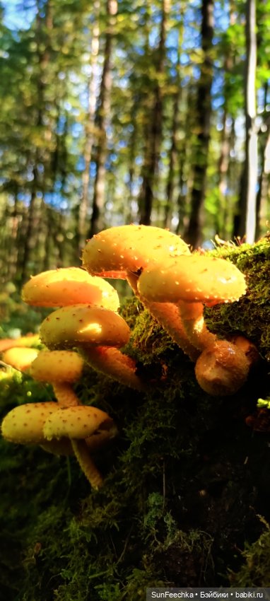 Пока лето с нами — Коллекционные экшн