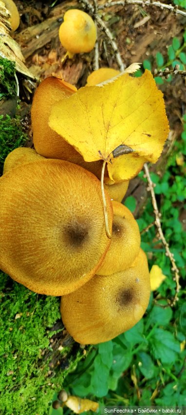 Пока лето с нами — Коллекционные экшн