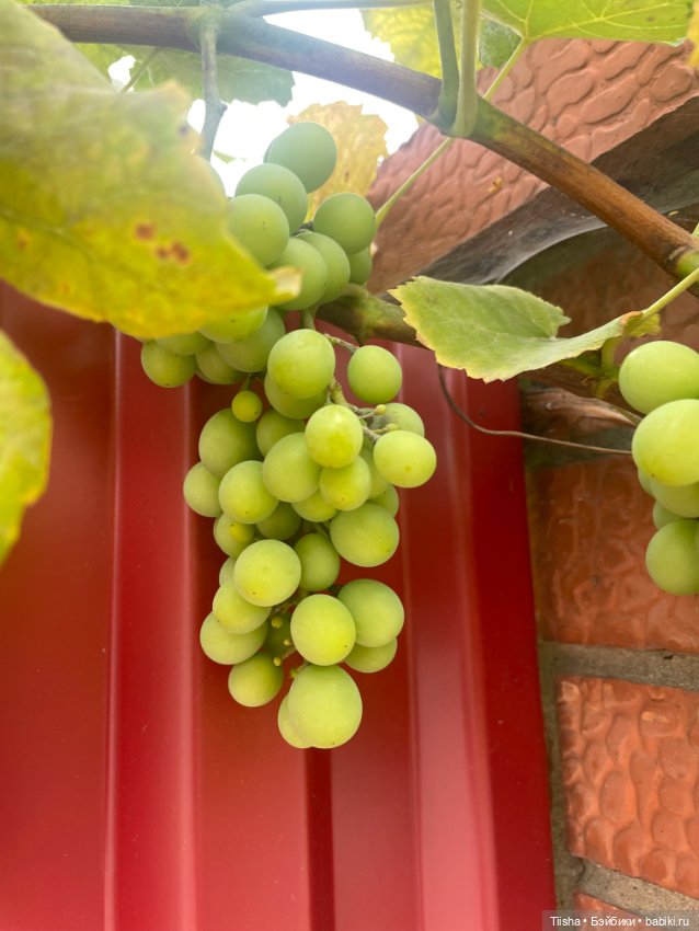 Дачницы ( Holala и Amooooore )