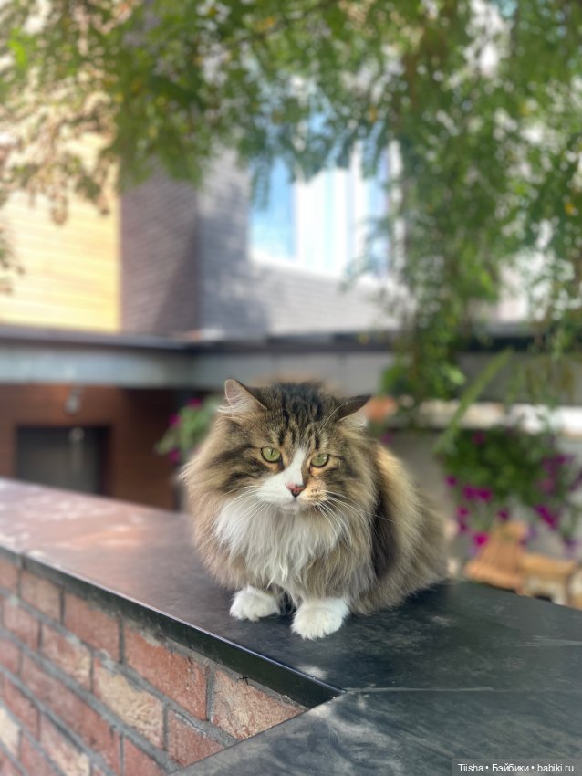 Дачницы ( Holala и Amooooore )