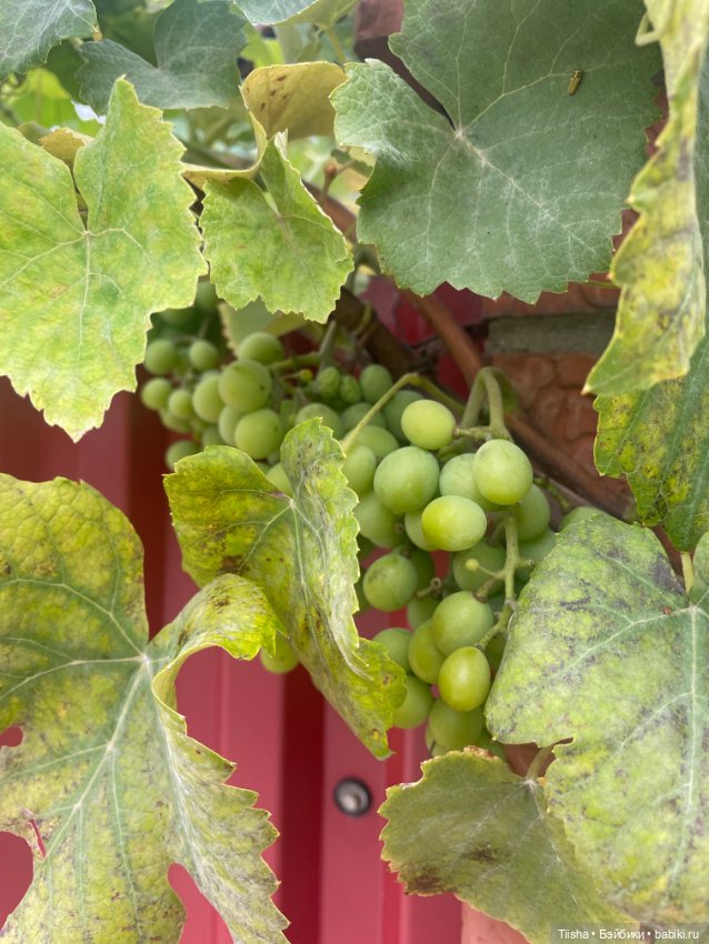 Дачницы ( Holala и Amooooore )