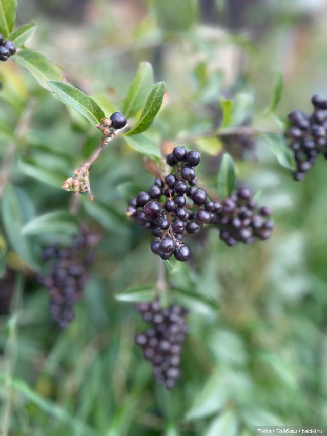 Дачницы ( Holala и Amooooore )