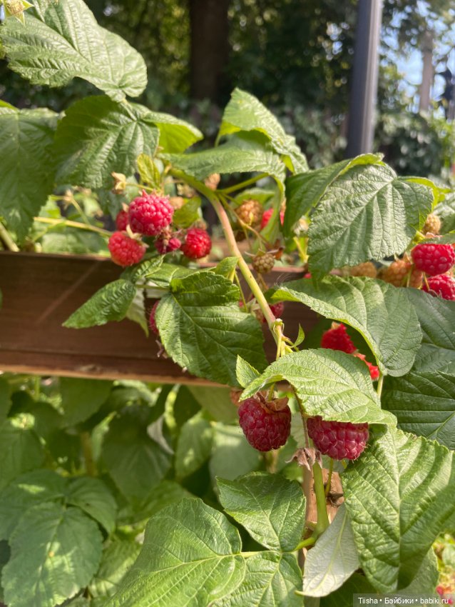 Дачницы ( Holala и Amooooore )