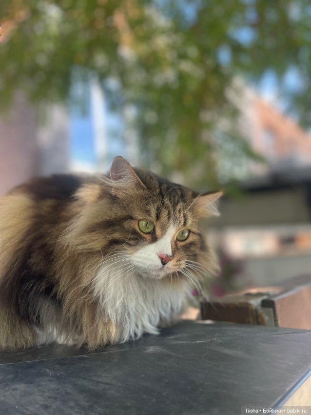 Дачницы ( Holala и Amooooore )