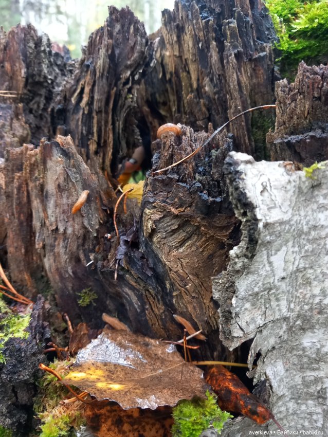 Матильда в лесу — Текстильные игрушки и примитивы: кофейные (фото 4)