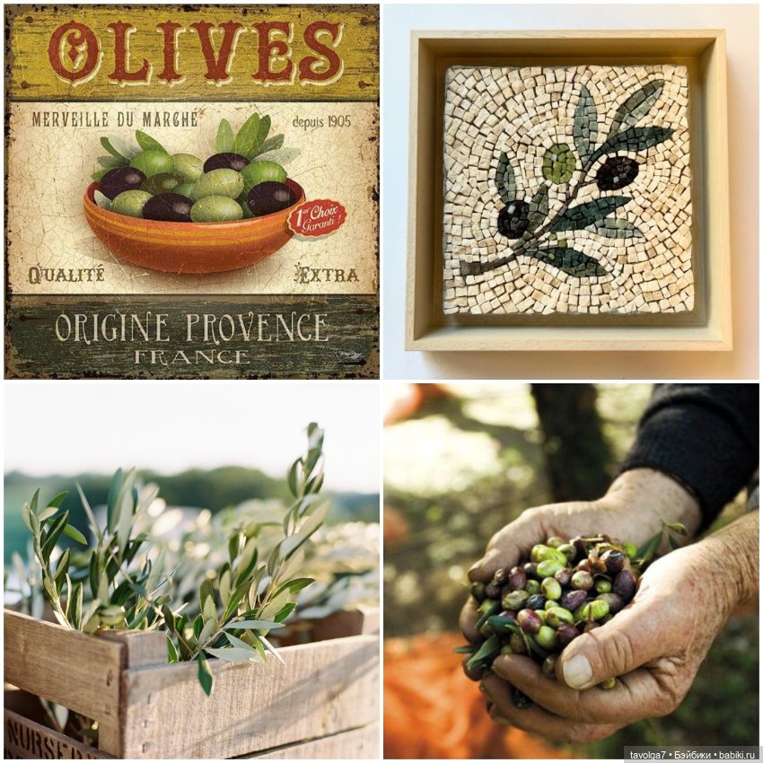 Оливы - деревья, плоды, цвет