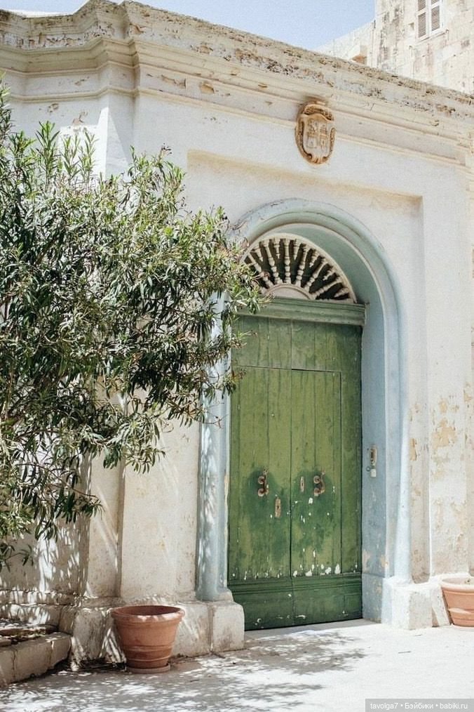 Оливы - деревья, плоды, цвет