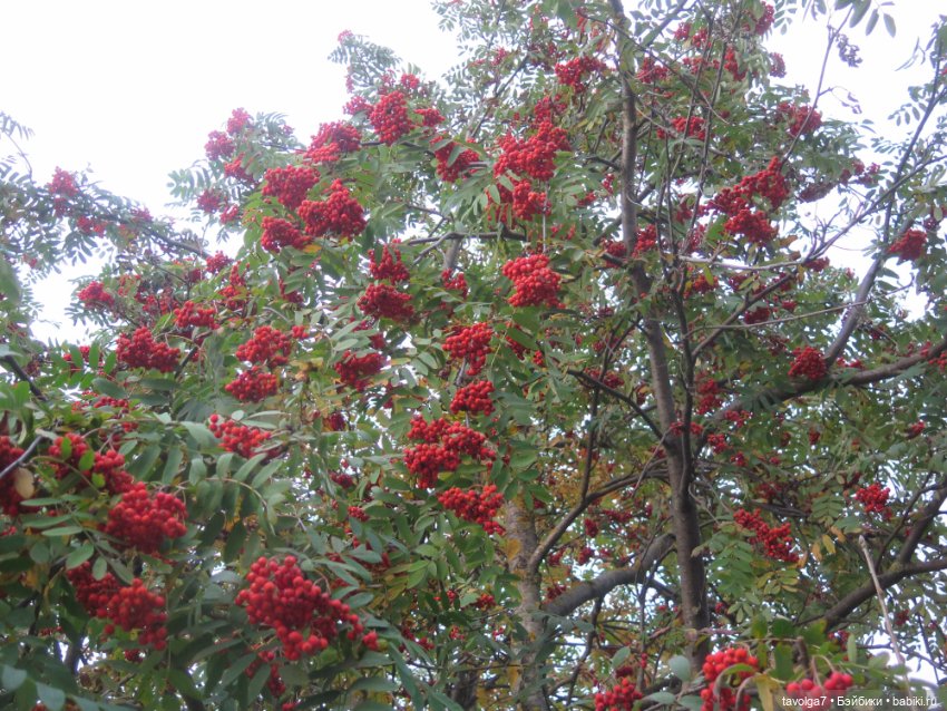 6 сентября - День Рыжих! Умница и Стильняшка от "Весна"