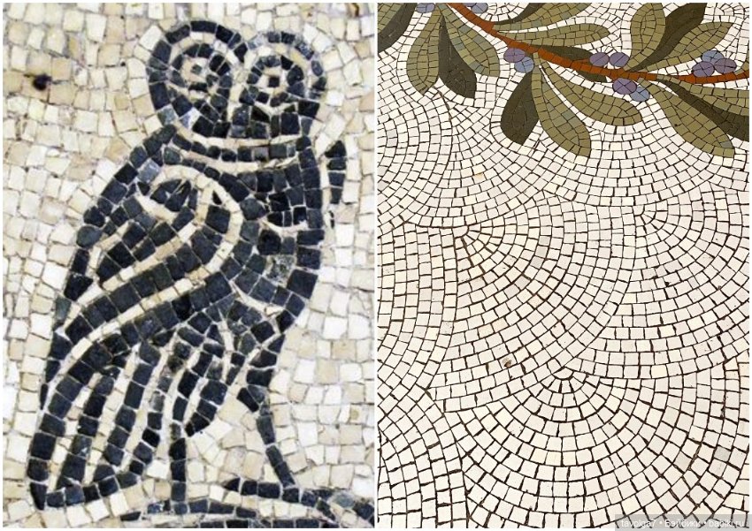 Оливы - деревья, плоды, цвет (фото 4)