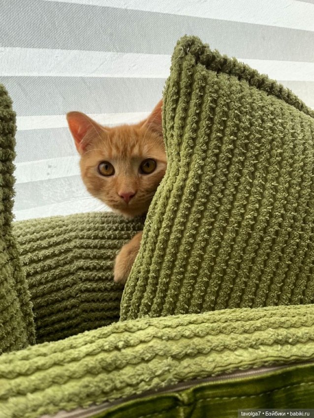 Оливы - деревья, плоды, цвет