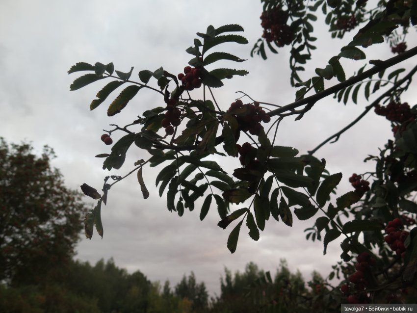 6 сентября - День Рыжих! Умница и Стильняшка от "Весна"