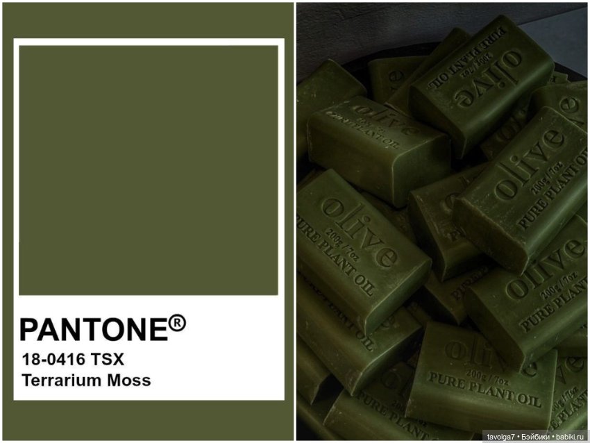 Оливы - деревья, плоды, цвет