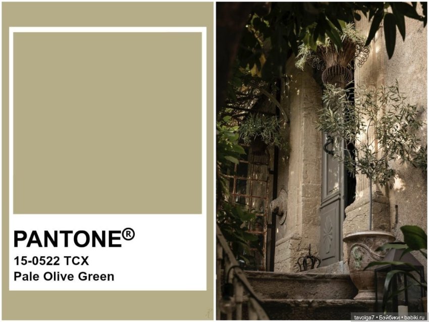 Оливы - деревья, плоды, цвет (фото 6)