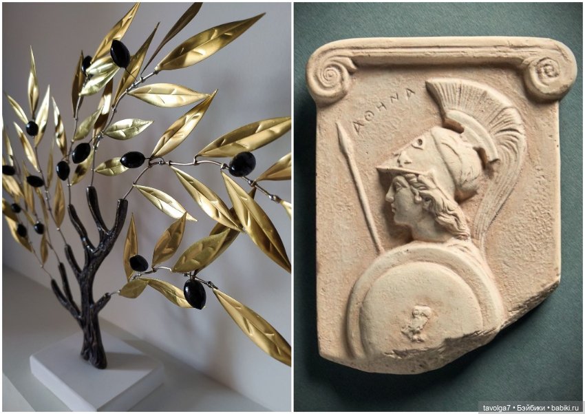 Оливы - деревья, плоды, цвет (фото 3)