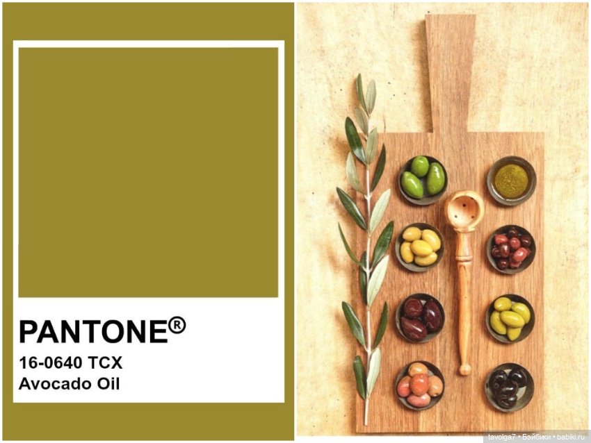 Оливы - деревья, плоды, цвет