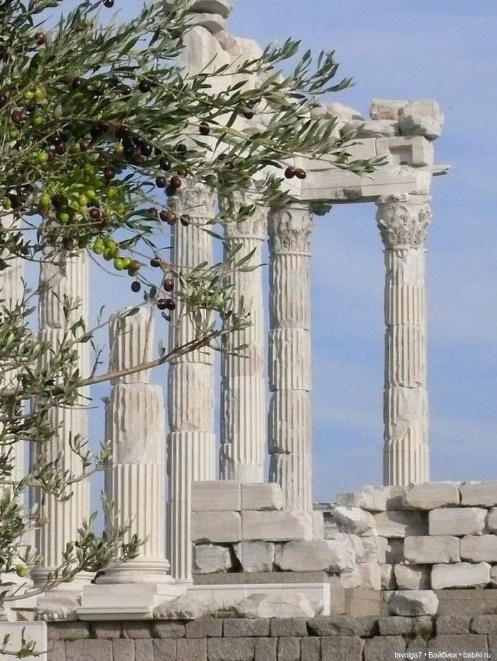 Оливы - деревья, плоды, цвет (фото 2)