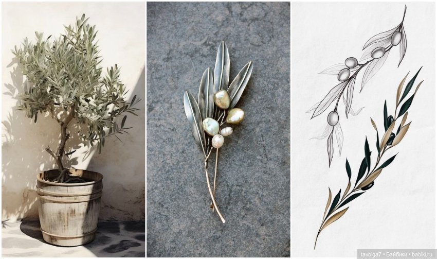 Оливы - деревья, плоды, цвет