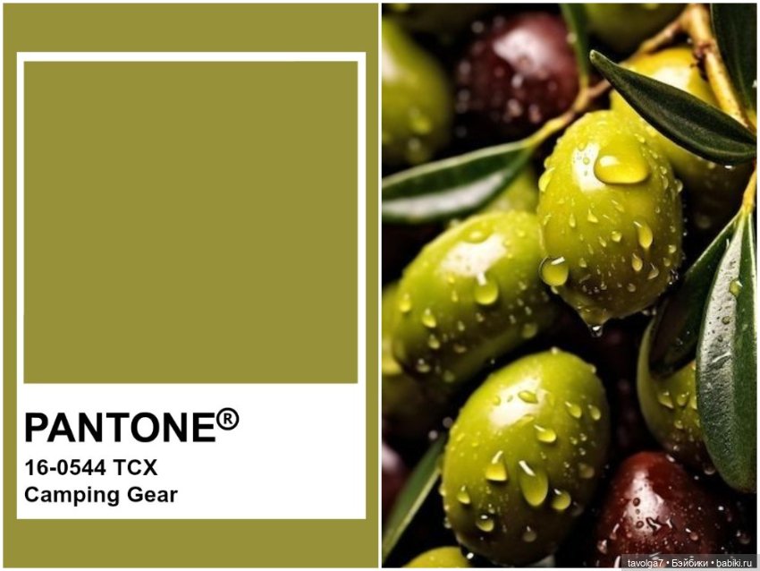 Оливы - деревья, плоды, цвет