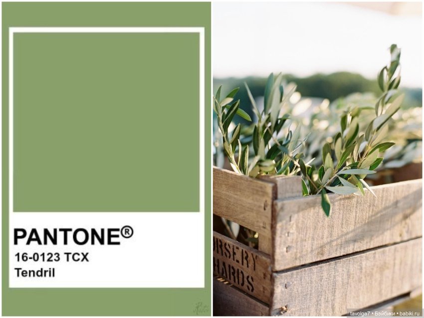 Оливы - деревья, плоды, цвет (фото 10)