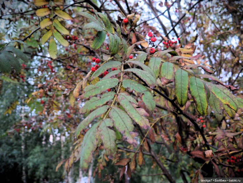 6 сентября - День Рыжих! Умница и Стильняшка от "Весна"