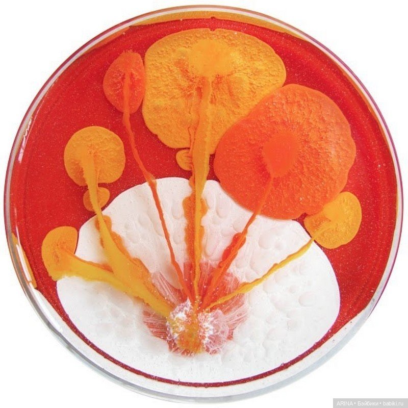 Klari Reis - картины в чашке Петри (фото 7)