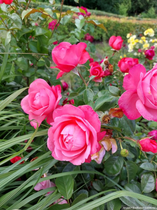 Прогулка с цветами — Куклы Strawberry Planet: Redberry (фото 5)