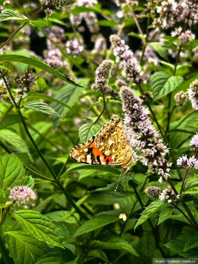 Прогулка с цветами — Куклы Strawberry Planet: Redberry (фото 9)